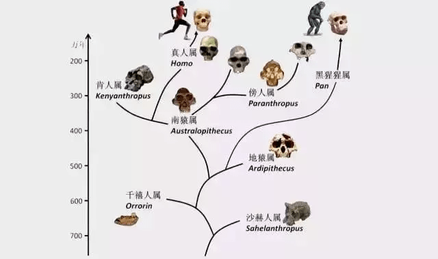 澳门今晚必开一肖一特,动态调整策略执行_潮流版2.773