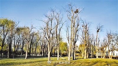 北京新鸟洞据点，城市生态观察的新视角